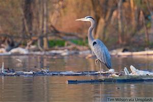 heron
