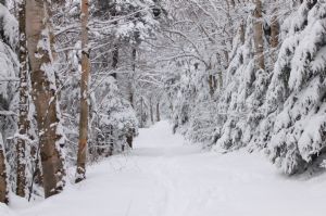 Winter Walkway